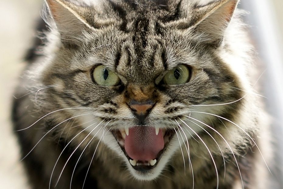 Как стресс у хозяев влияет на домашних животных: тревога и необычное поведение