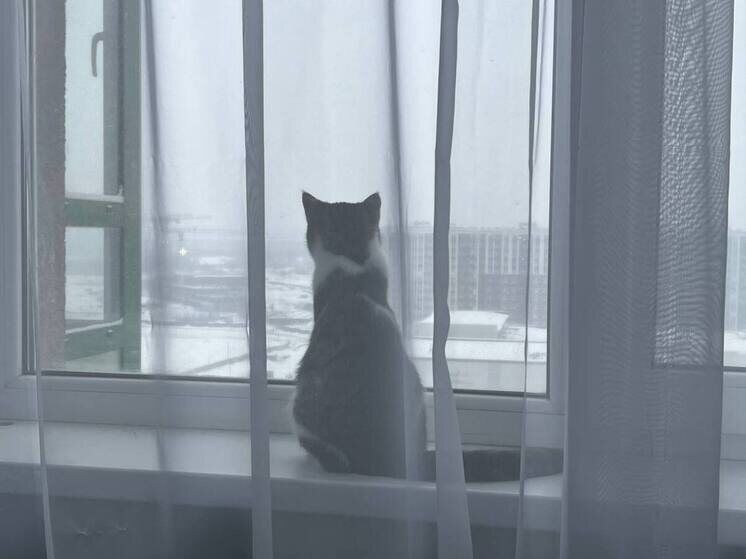 ��� ���������� ����� ������ �� ��������: ���� � ����������