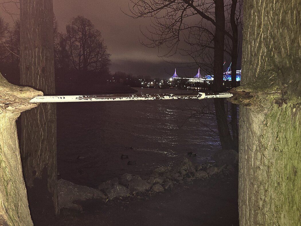 Необычное дерево: уроки стойкости от природы